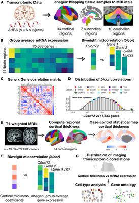 C9orf72 gene networks in the human brain correlate with cortical thickness in C9-FTD and implicate vulnerable cell types